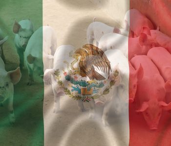 México registra un crecimiento del 2.5% en la producción porcina en 2024, con variaciones en exportaciones e importaciones.