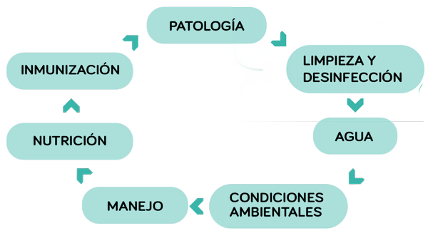 diarrea posdestete