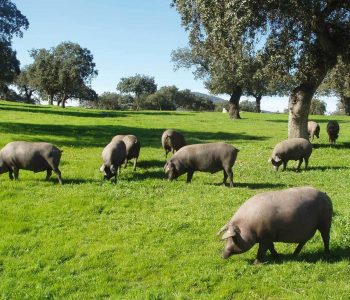 Consejería de Agricultura, Pesca, Agua y Desarrollo Rural - Junta Andalucía convocará nuevas ayudas excepcionales contra la seca en dehesas.