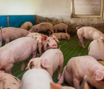 AgriNews Campus ofrece un curso de especialización en manejo porcino que mejora la productividad y el bienestar en granjas.