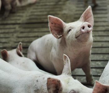 Crecimiento del 3,47% en la producción porcina en Perú en julio de 2024, mientras que la producción agropecuaria cayó un 3,93%.