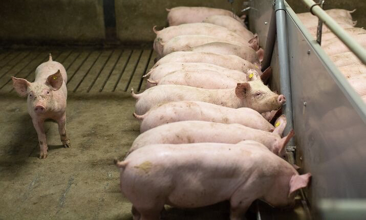 Cómo superar 1kg de ganancia de peso/día en engorde de cerdos