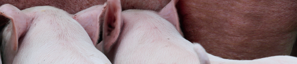 VIGOR NA LACTAÇÃO, SUCESSO NA LEITEGADA