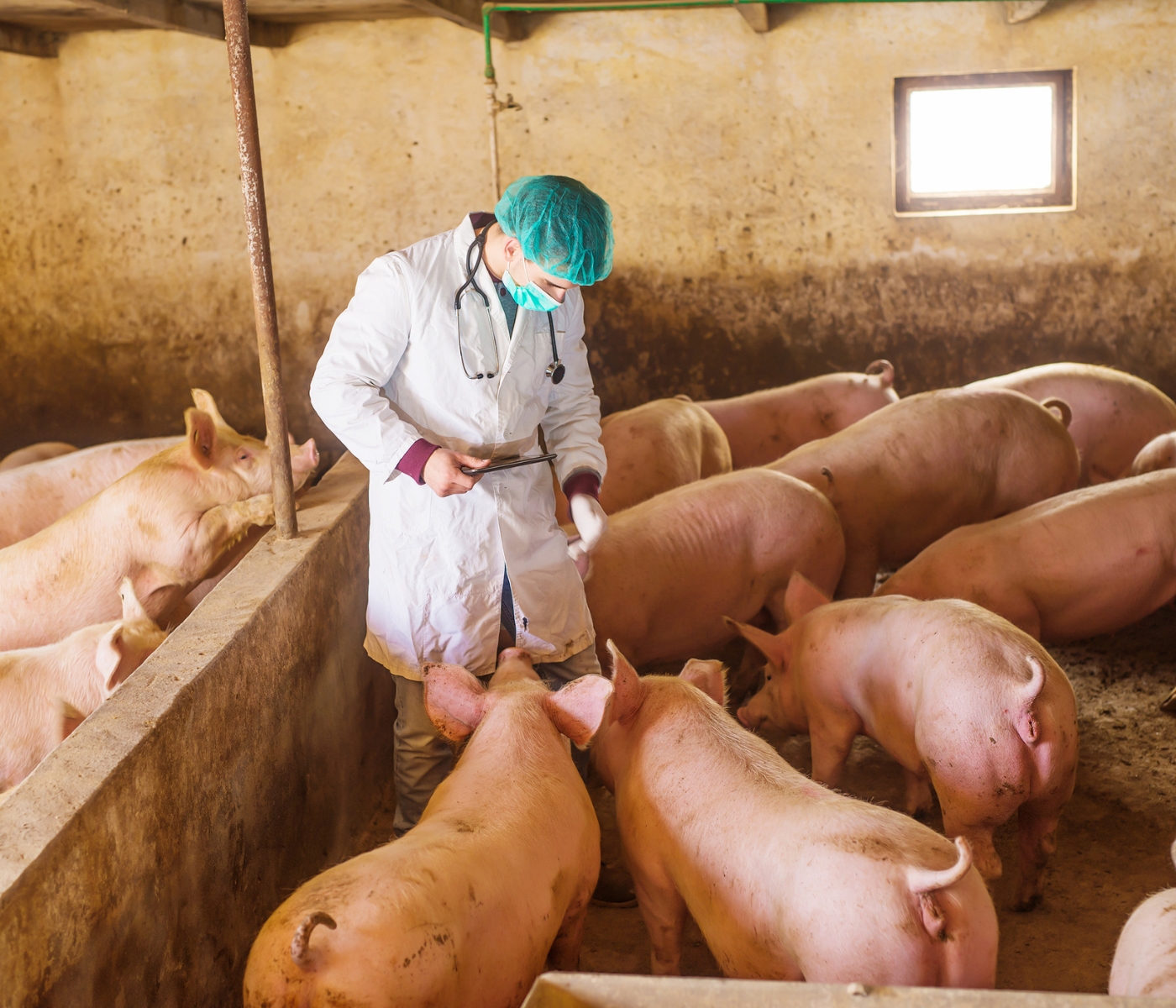 República Dominicana refuerza bioseguridad frente a la Peste Porcina Africana