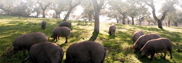 cerdo ibérico