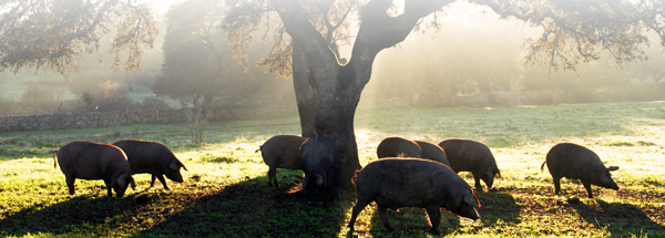 cerdo ibérico