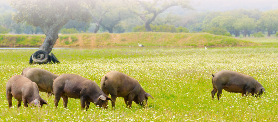 cerdo ibérico