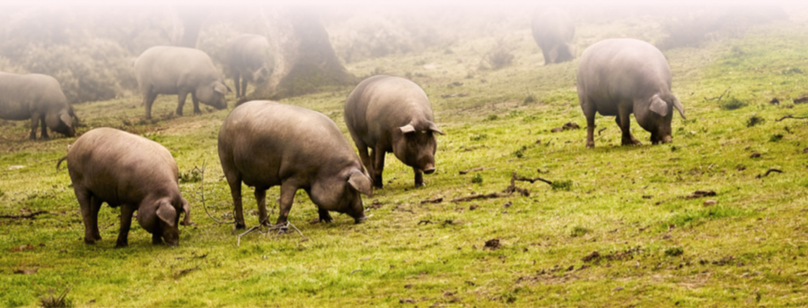 cerdo ibérico