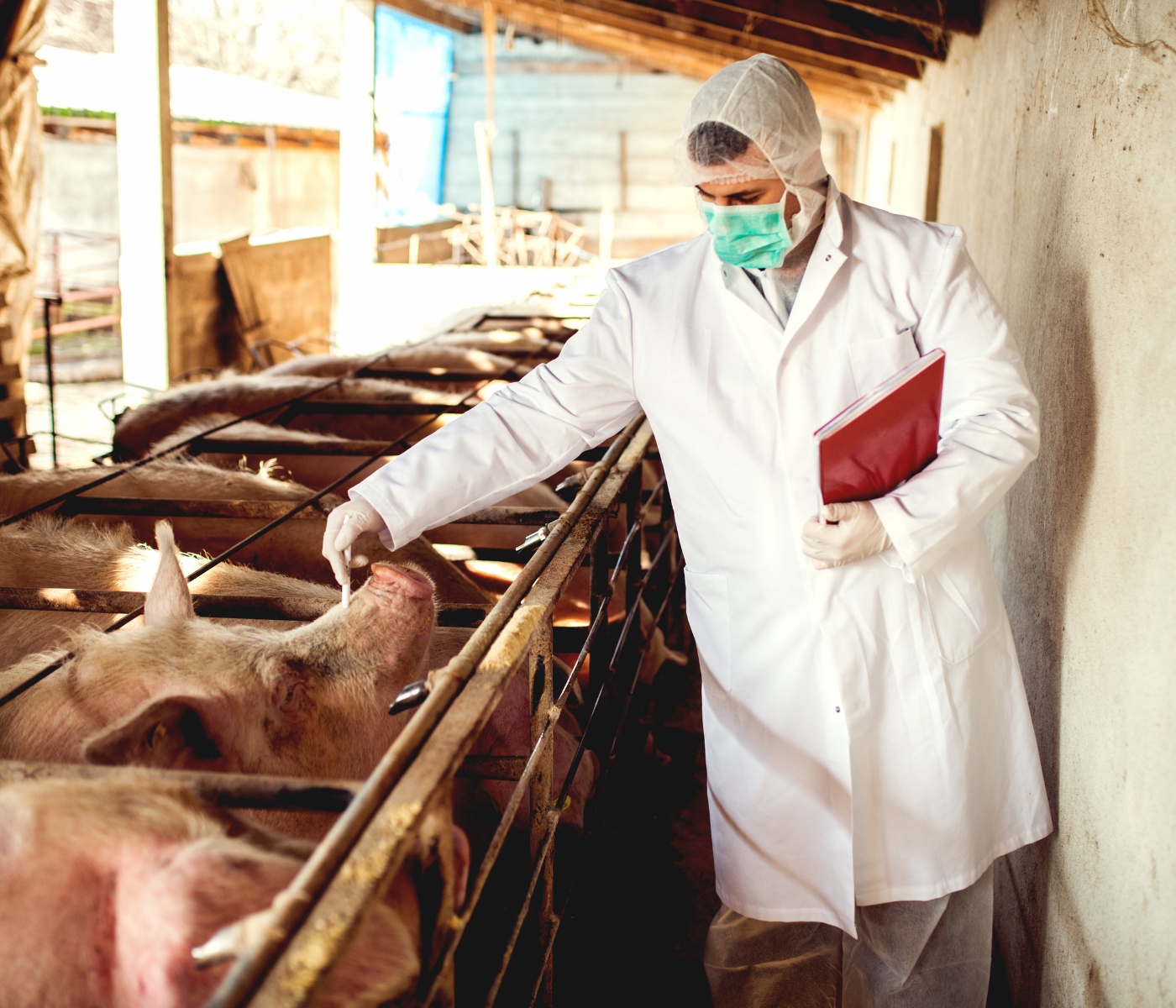 La importancia de la desinfección ambiental en la producción porcina