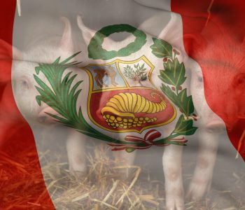 El sector porcino en Perú creció 3,3% en octubre, destacando en el sector agropecuario que registró un aumento récord del 13,4%.