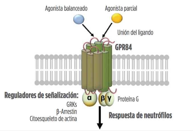 Ácidos grasos de cadena media