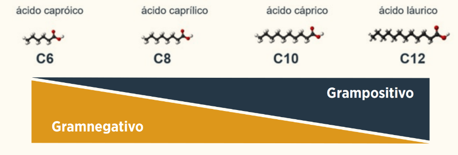 grafica 