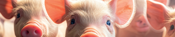 Conheça 6 fatos sobre o bem-estar animal e entenda os mitos que cercam o tema