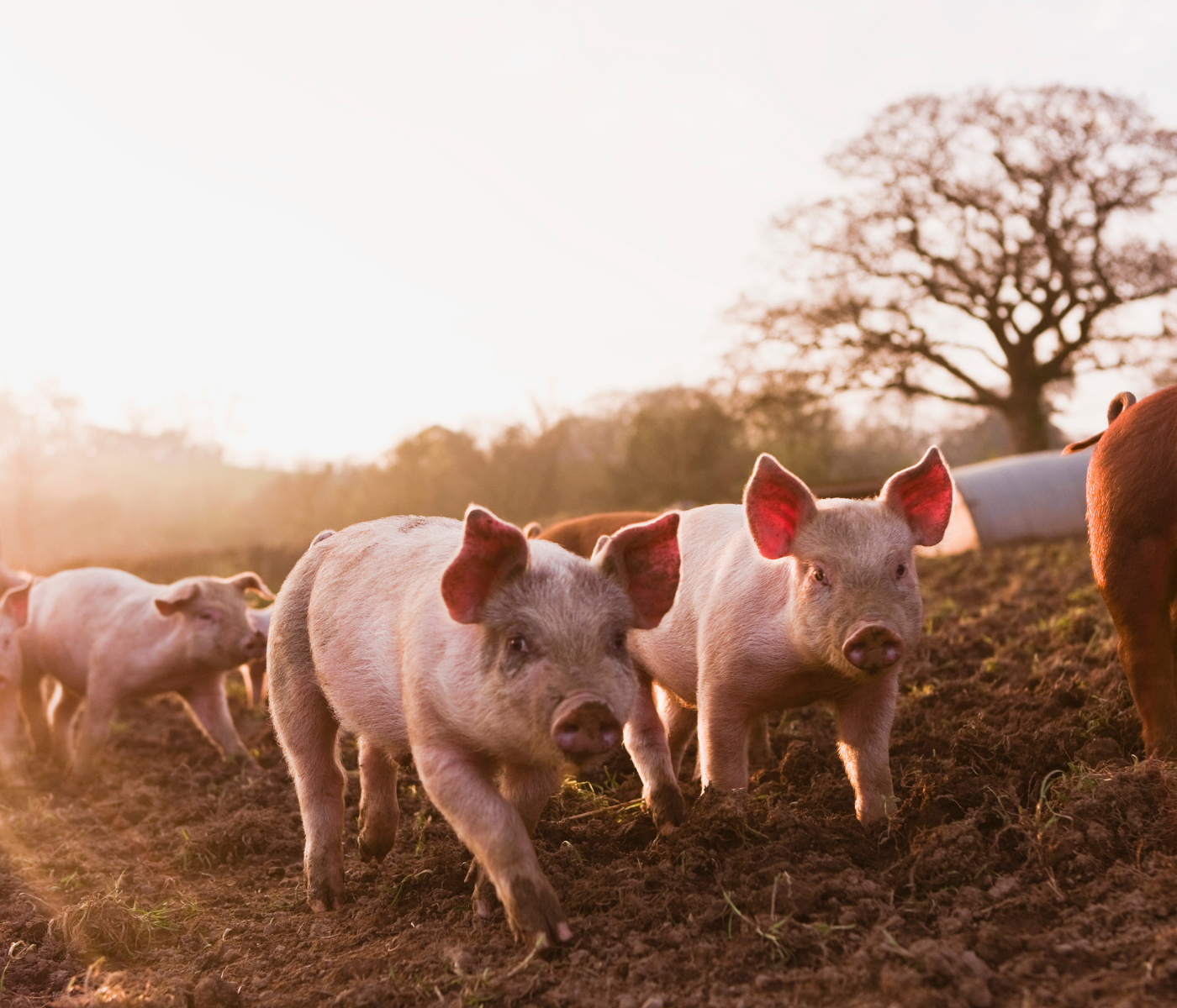 RETOS EN BIENESTAR ANIMAL PARA LATAM, PARTE 2 DE 2