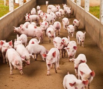 Senasa refuerza controles en Argentina tras un foco de fiebre aftosa en Alemania, suspendiendo importaciones de productos animales.