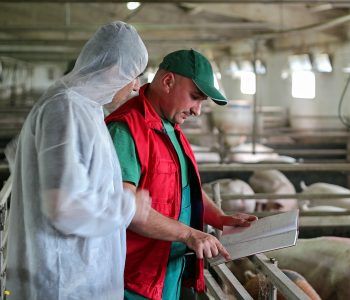 Según INTERPORC, el tándem productor - veterinario es una de las claves del éxito mundial del sector porcino español en bienestar y salud.