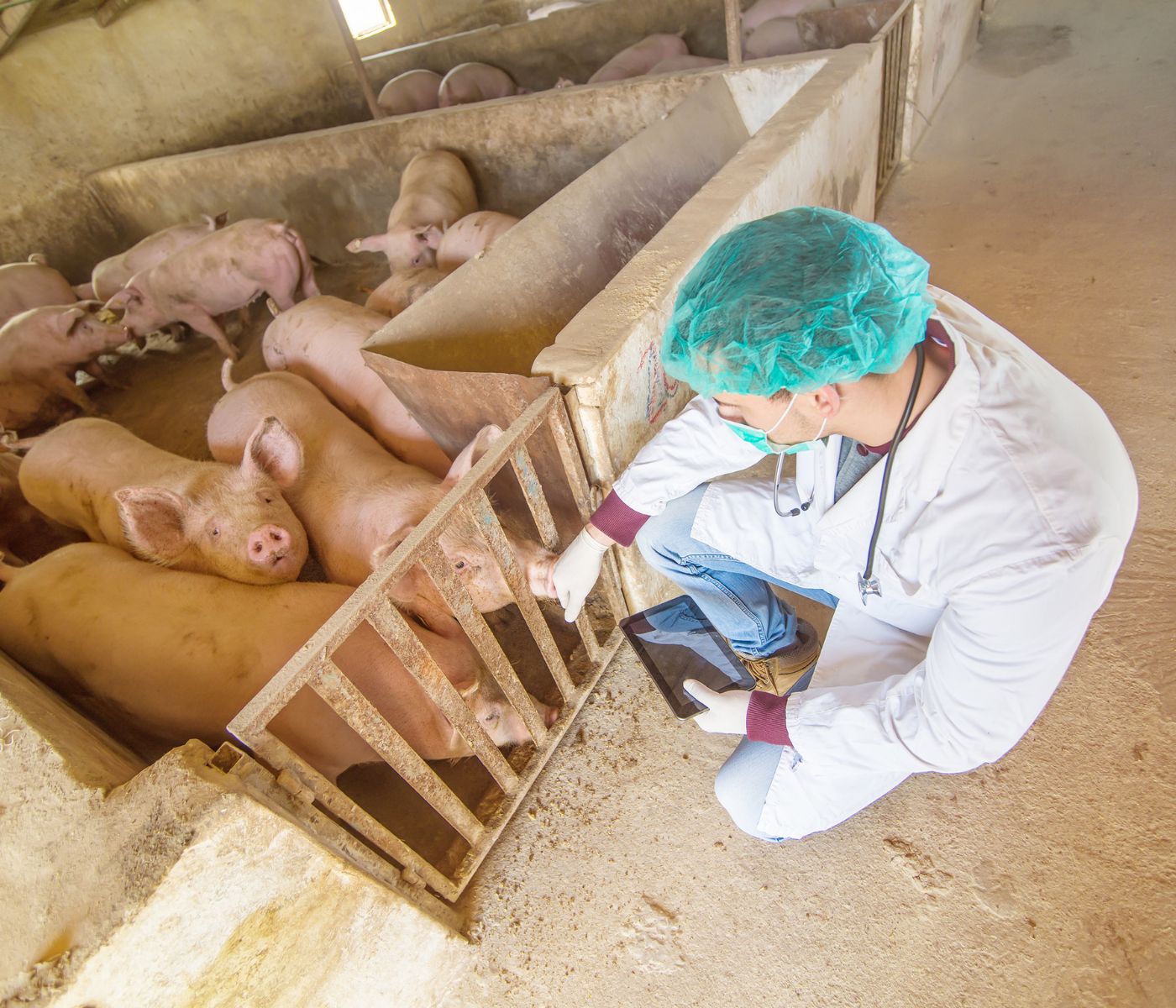 Guatemala avanza en el reconocimiento oficial como país libre de Peste Porcina Clásica