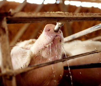 El agua en cerdos influye en la salud y producción. Factores como calidad, caudal y temperatura afectan su consumo.