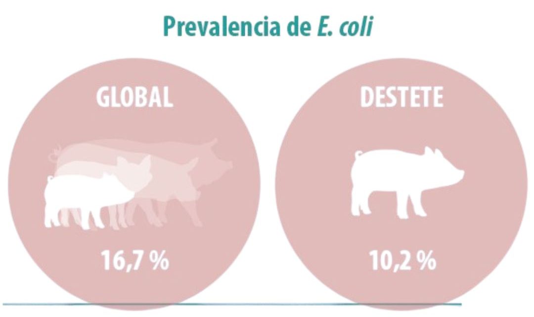Diarrea postdestete