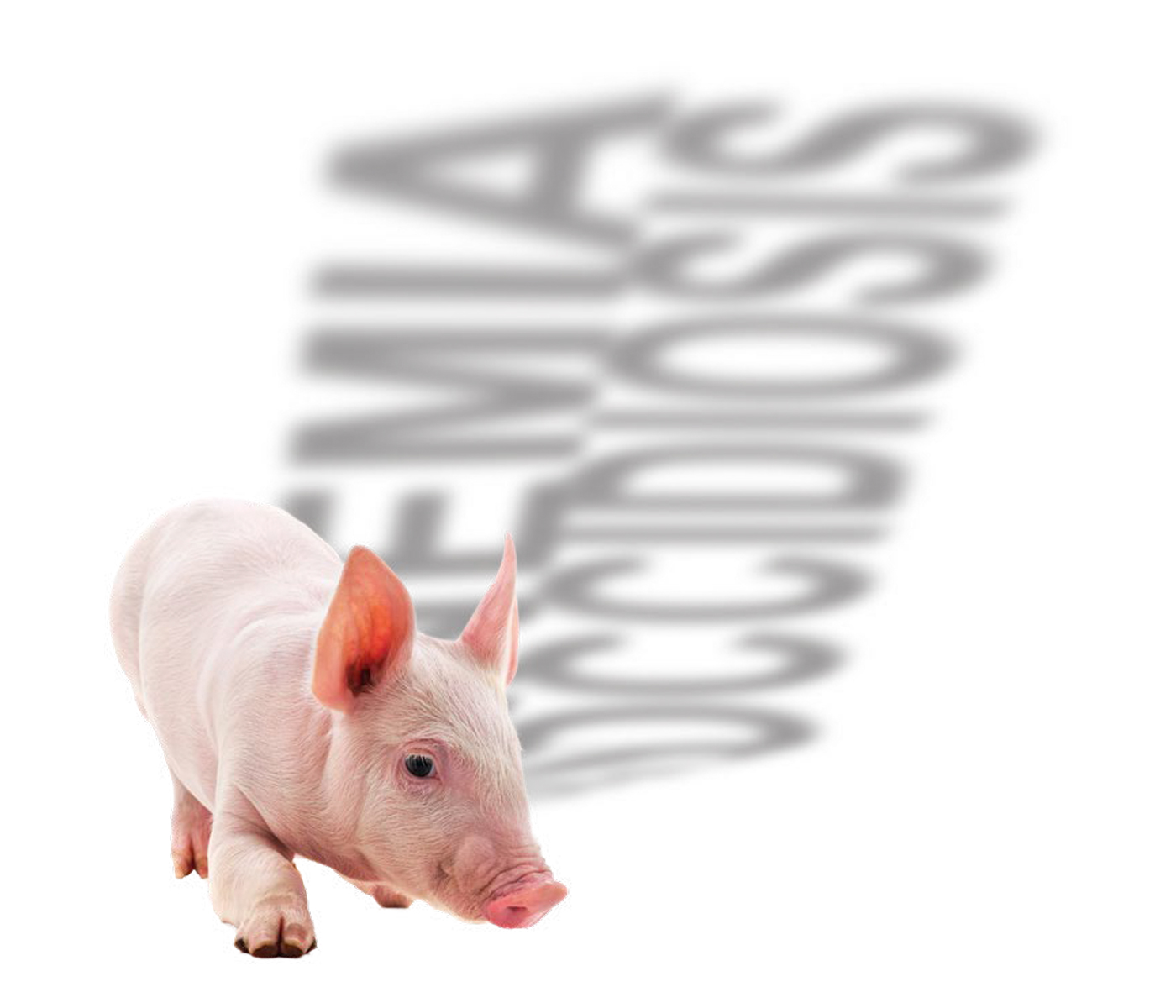 Control de la anemia ferropénica y la coccidiosis porcina en los tiempos actuales