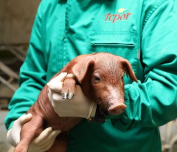 ICPOR roza las 100.000 t producidas en 2024 (+12%) y factura 176 M€, consolidándose como integradora líder de cerdo blanco e ibérico.