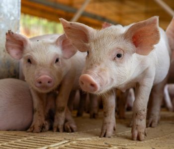 El sector porcino de España celebra acuerdos con China, su mayor mercado, con exportaciones de 540.000 tn y 1.097 millones de € en valor.