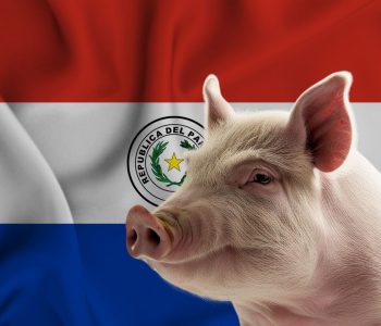 Paraguay gestiona exportaciones de carne porcina a Filipinas, Argentina y Singapur, según informó el SENACSA.