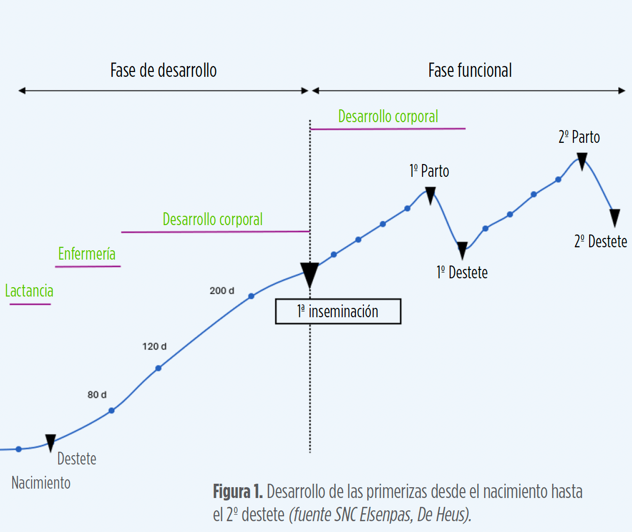 primerizas