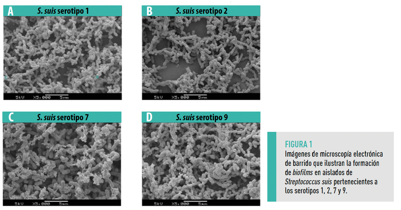 figura 1