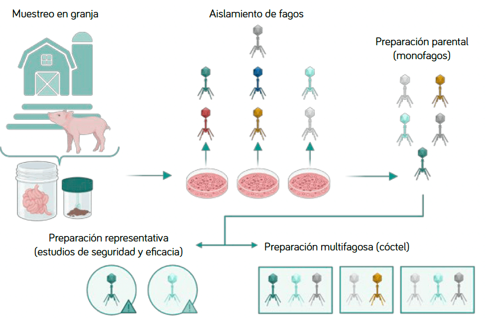 figura 2 