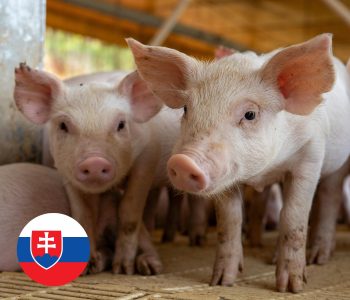 Eslovaquia reporta su primer foco de PPA en 2025 en una granja comercial de 18,000 cerdos en Dolné Semerovce, Levice.