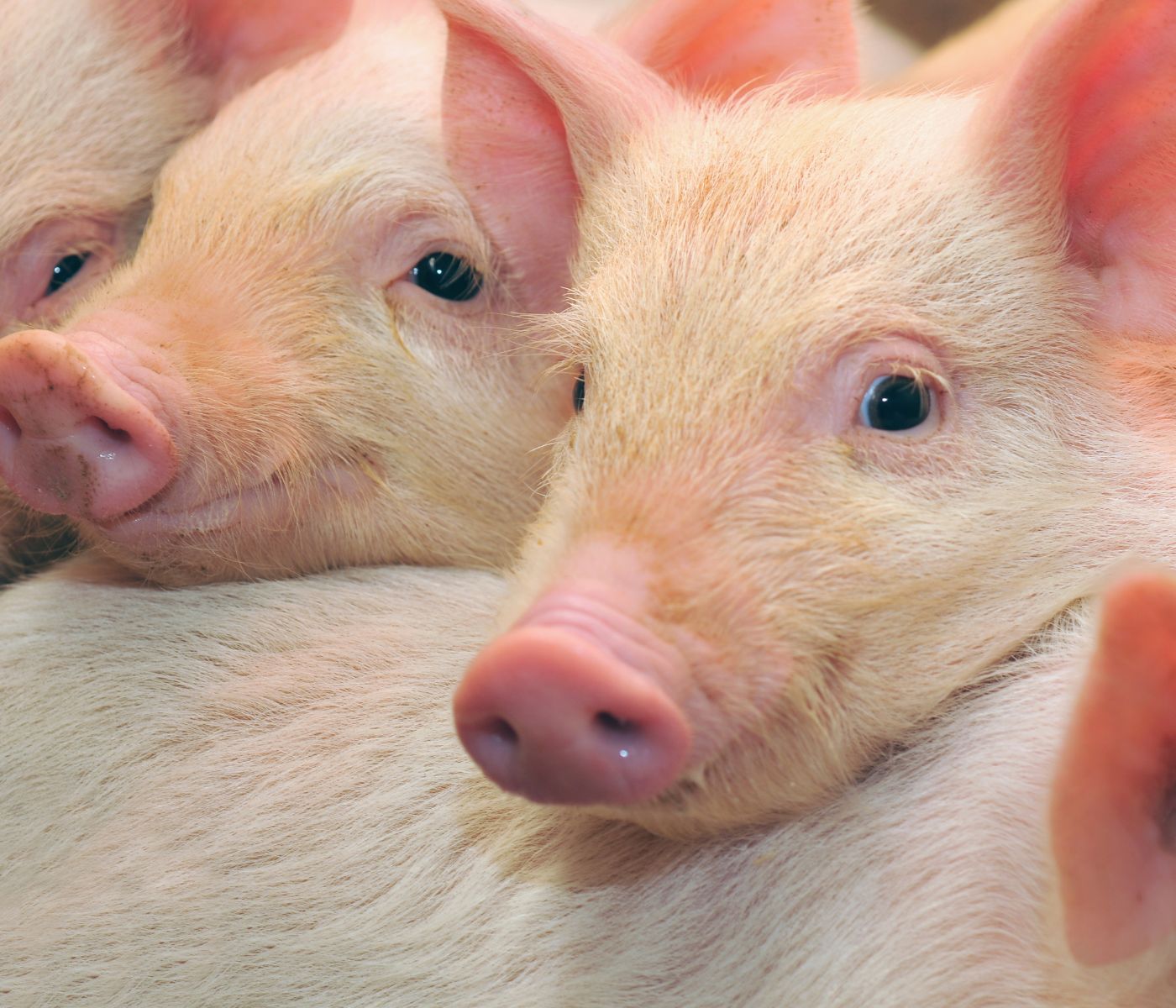 Capacitación virtual sobre manejo genético en producción porcina