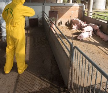 Webinar sobre Peste Porcina Africana y bioseguridad