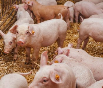 Rabobank evalúa el comercio global de carne de cerdo y sus desafíos en el segundo trimestre de 2025.