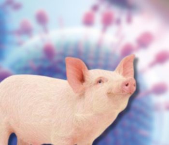 La FDA autorizó el uso de edición genética en cerdos resistentes al PRRS para producción porcina en EE. UU.