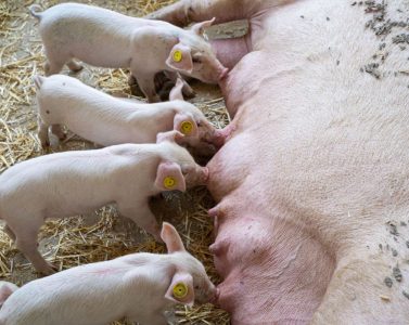 Vall Companys, Incarlopsa y Grup Cañigueral suman fuerzas para liderar en su totatidad una nueva etapa en Inga Food.