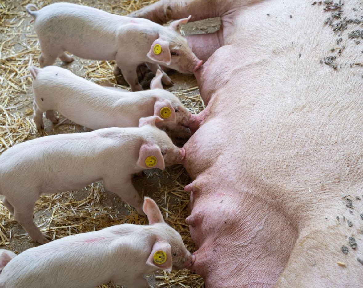 Vall Companys, Incarlopsa y Grup Cañigueral suman fuerzas para liderar una nueva etapa en Inga Food
