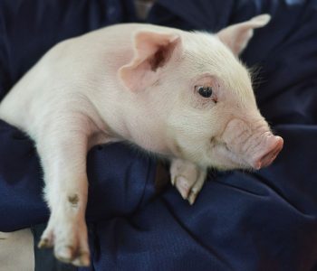 Senasica reporta 880 casos de gusano barrenador en México y refuerza medidas de control con nuevos puntos de verificación.