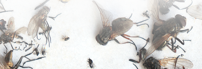 vectores