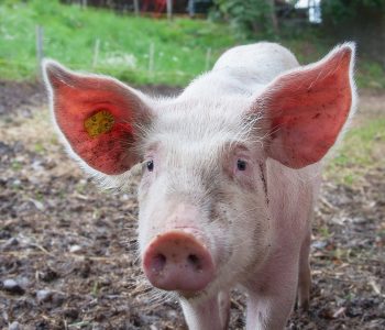 El sector porcino de Cataluña reclama una transición ordenada en el tratamiento de purines para garantizar la sostenibilidad ambiental.