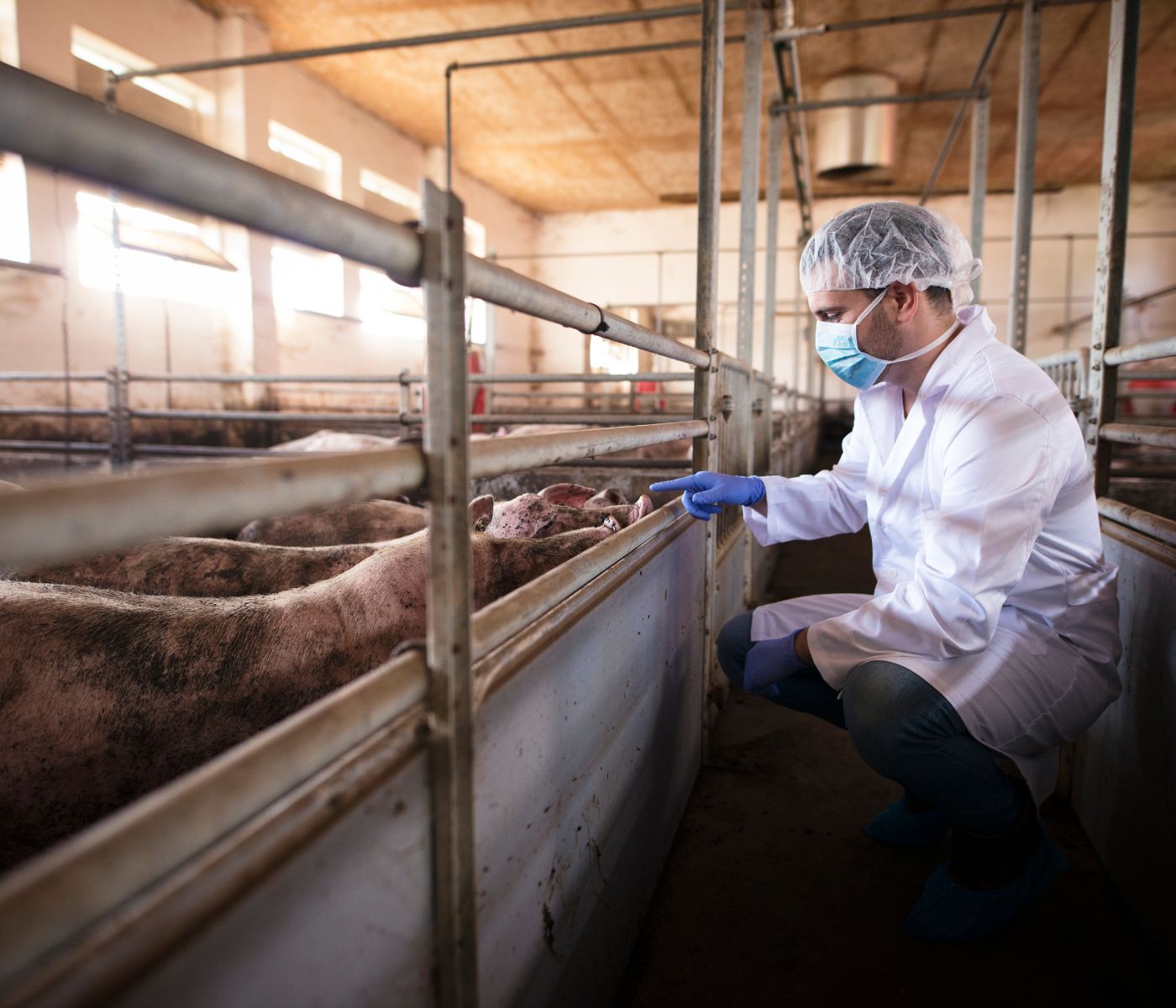Sanidad porcina en Perú: evento técnico reunirá a especialistas del sector