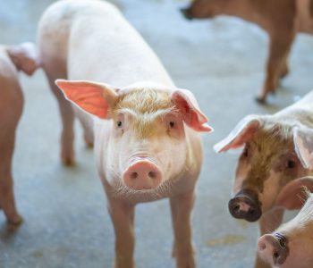 En cinco meses, las importaciones de carne de cerdo de Argentina fue más que en todo 2024, sin lograr frenar el alza de precios al público.
