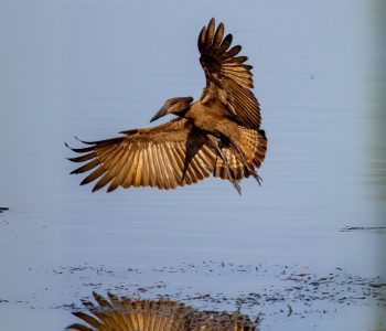 Primer análisis mundial alerta sobre el avance de enfermedades animales, se están expandiéndose hacia regiones donde antes no se registraban