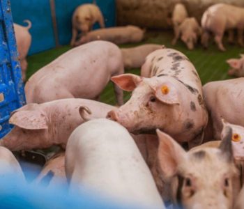 Primer análisis mundial alerta sobre el avance de enfermedades animales, se están expandiéndose hacia regiones donde antes no se registraban