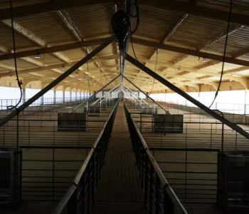 La empresa Mirgor, conocida por fabricar celulares, comenzó a producir carne de cerdo en Buenos Aires, Argentina, junto a dos firmas del agro.