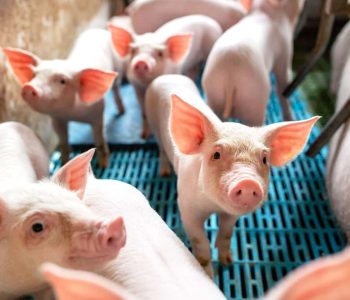 Polonia confirma el primer brote de PPA en cerdos domésticos de 2025, detectado en una granja en Sychowo, según informaron las autoridades.