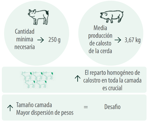 Tamaño camada