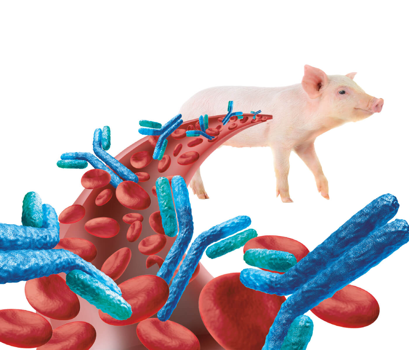 Ventajas de la vacunación intradérmica frente a Mesomycoplasma hyopneumoniae: percepción o realidad