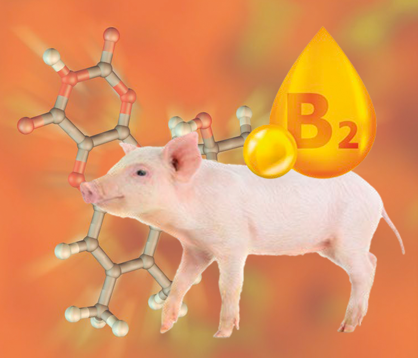Optimización de la vitalidad porcina: conexión con la riboflavina (Vitamina B2)