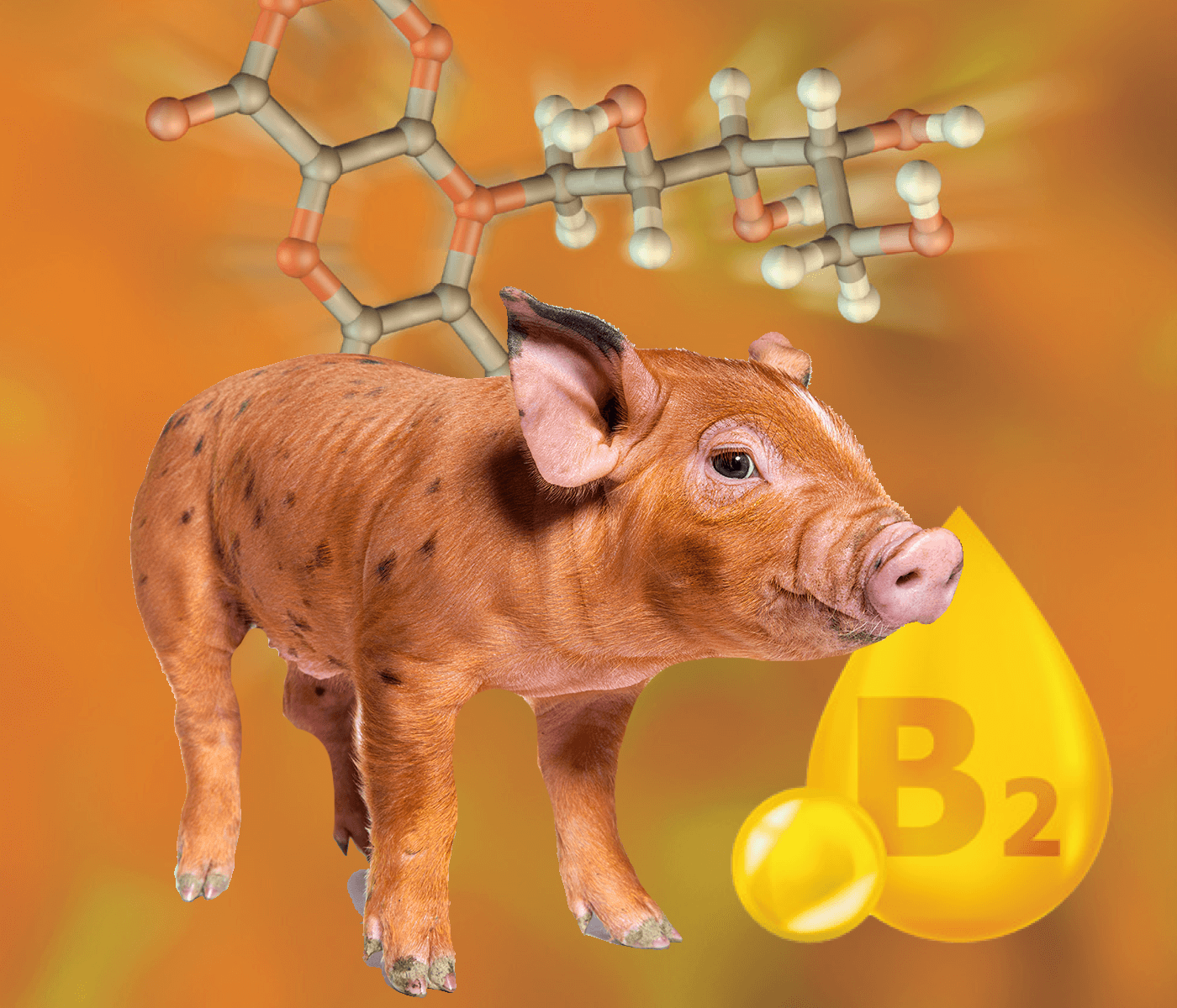 Optimización de la vitalidad porcina: conexión con la riboflavina (Vitamina B2)